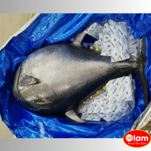 Cá Ngừ Vây Xanh Nhật / Fresh Chutoro, Bluefin Tuna