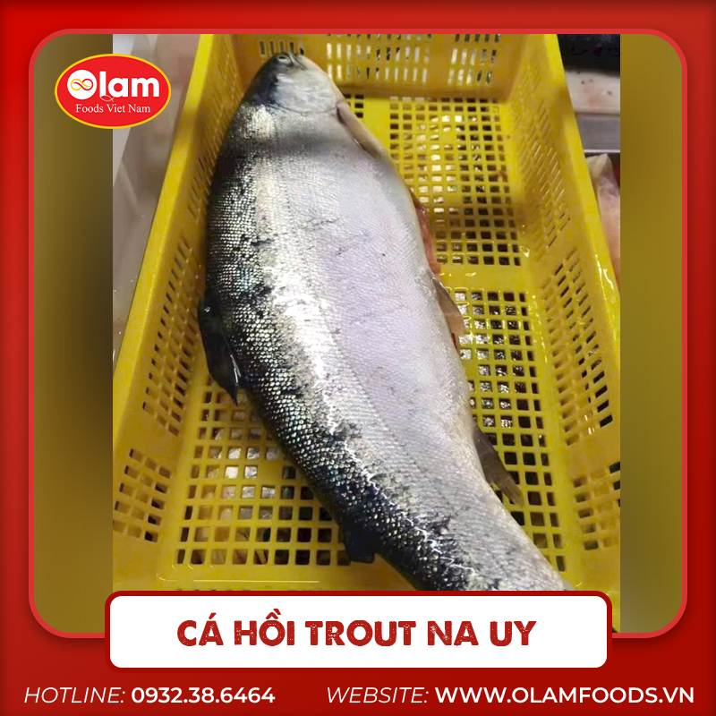 Cá Hồi Trout Na Uy – Nguyên Liệu Ổn Định Và Chất Lượng Cao Cho Bếp Chuyên Nghiệp